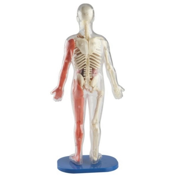 SmartLabs Toys Smartlab Stem Squishy Human Body Anatomy Kit Poshmark